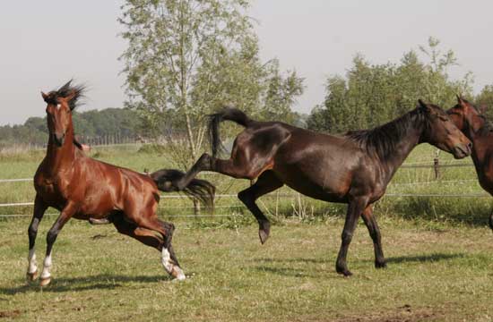 Nee, niet zo hard van stapel lopen 